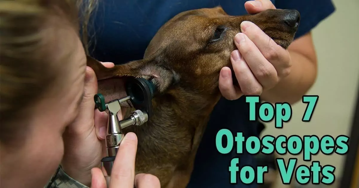 otoscope, dog, ear, veterinarian,