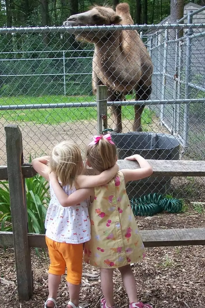two girls looking at a Dromedary camel at the zoo
