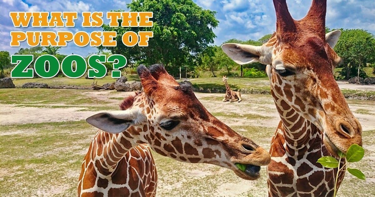Why Zoos Are Important in Their Purpose - I Love Veterinary