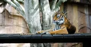 tiger in a zoo enclosure