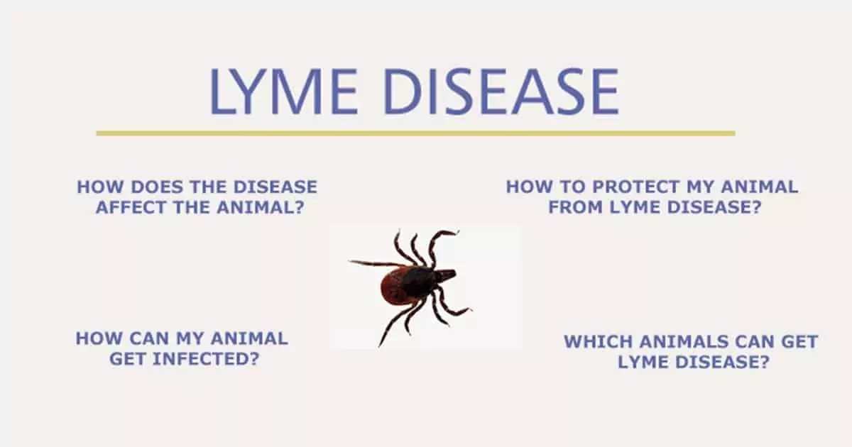 lyme disease I Love Veterinary
