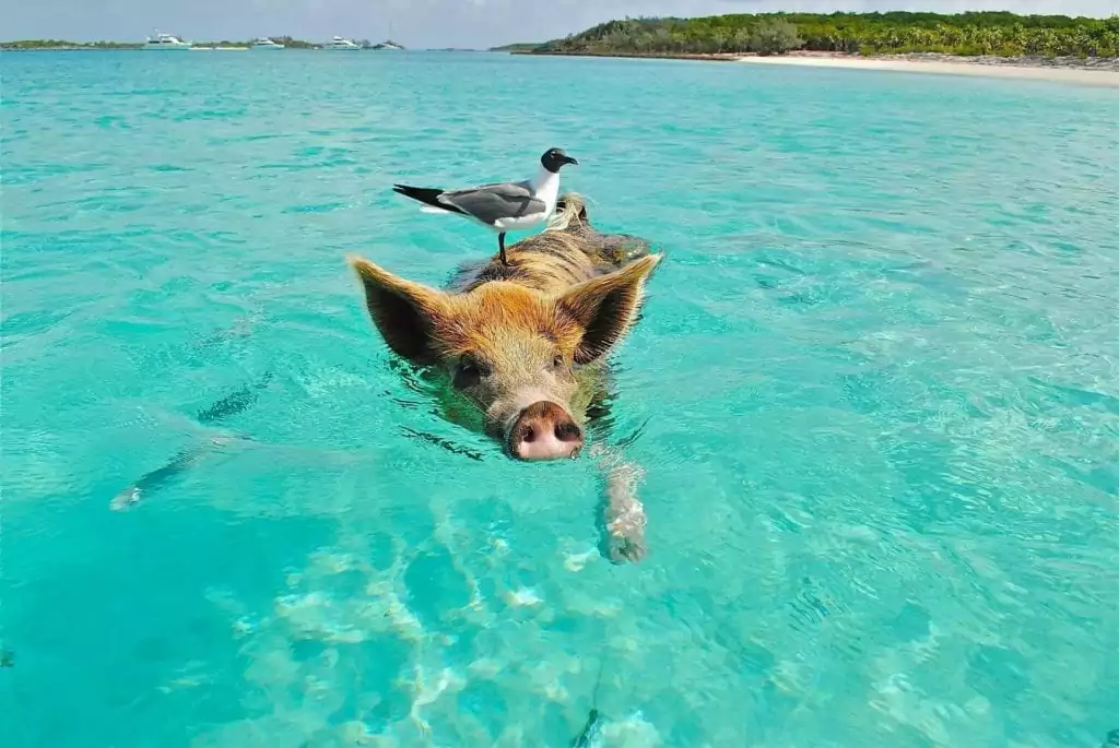 pig swimming in the sea with a seagull on it's back