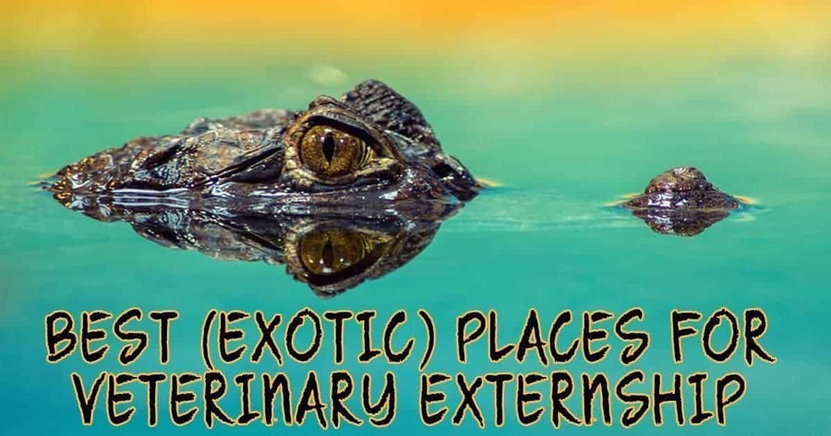 Best Exotic Places for Veterinary I Love Veterinary - Blog for Veterinarians, Vet Techs, Students