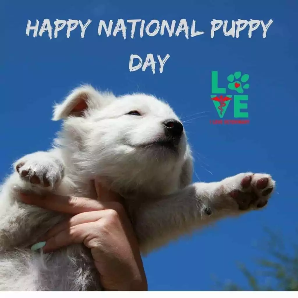 Happy National Puppy Day 1 I Love Veterinary - Blog for Veterinarians, Vet Techs, Students