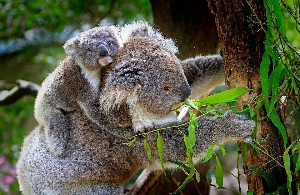 mother koala climbing tree with baby koala on her back