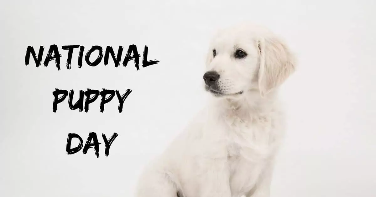 NATIONALPUPPYDAY I Love Veterinary - Blog for Veterinarians, Vet Techs, Students