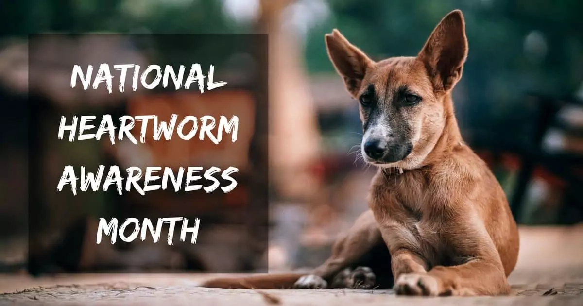 National Heartworm Awareness Month I Love Veterinary - Blog für Tierärzte, Tierärzte, Studenten