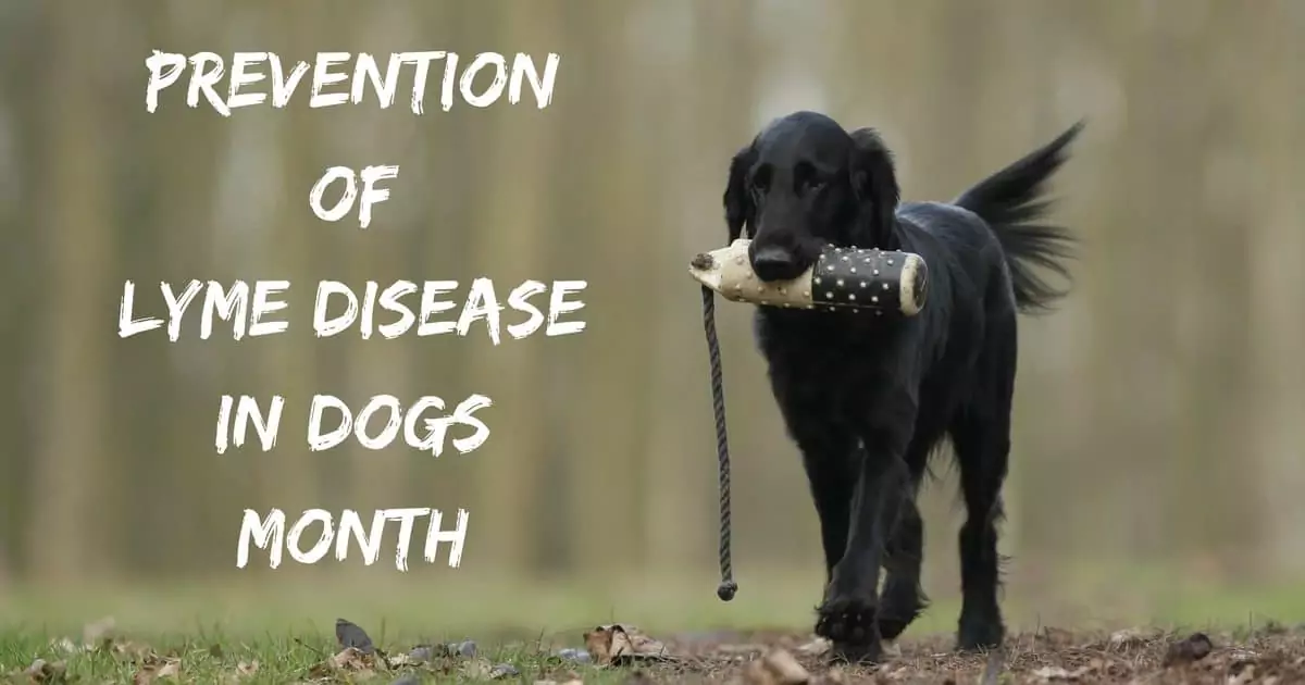 Prevention of Lyme Disease in Dogs Month I Love Veterinary - Blog for Veterinarians, Vet Techs, Students