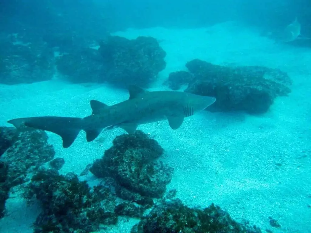 small shark swimming at bottom of ocean floor