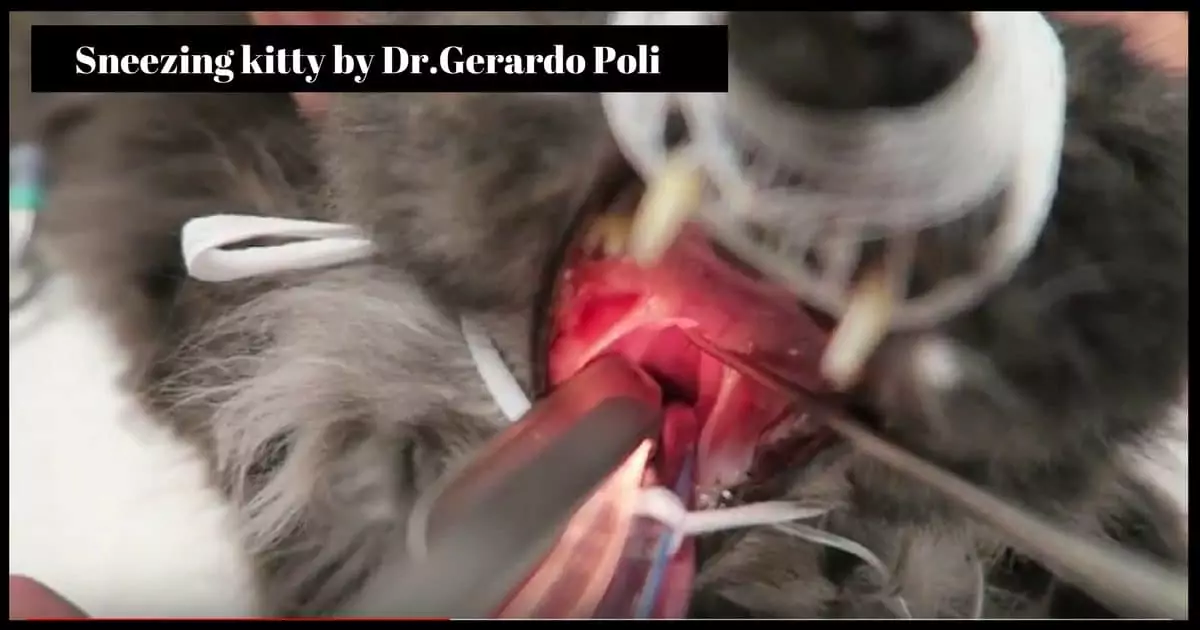 Sneezing kitty by Dr.Gerardo Poli I Love Veterinary - Blog for Veterinarians, Vet Techs, Students