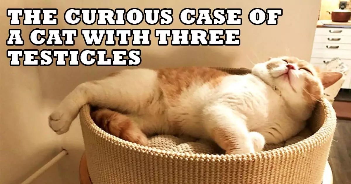 The Curious Case of a Cat with Three Testicles told by the owner Mirela Mlinarec I Love Veterinary - Blog for Veterinarians, Vet Techs, Students