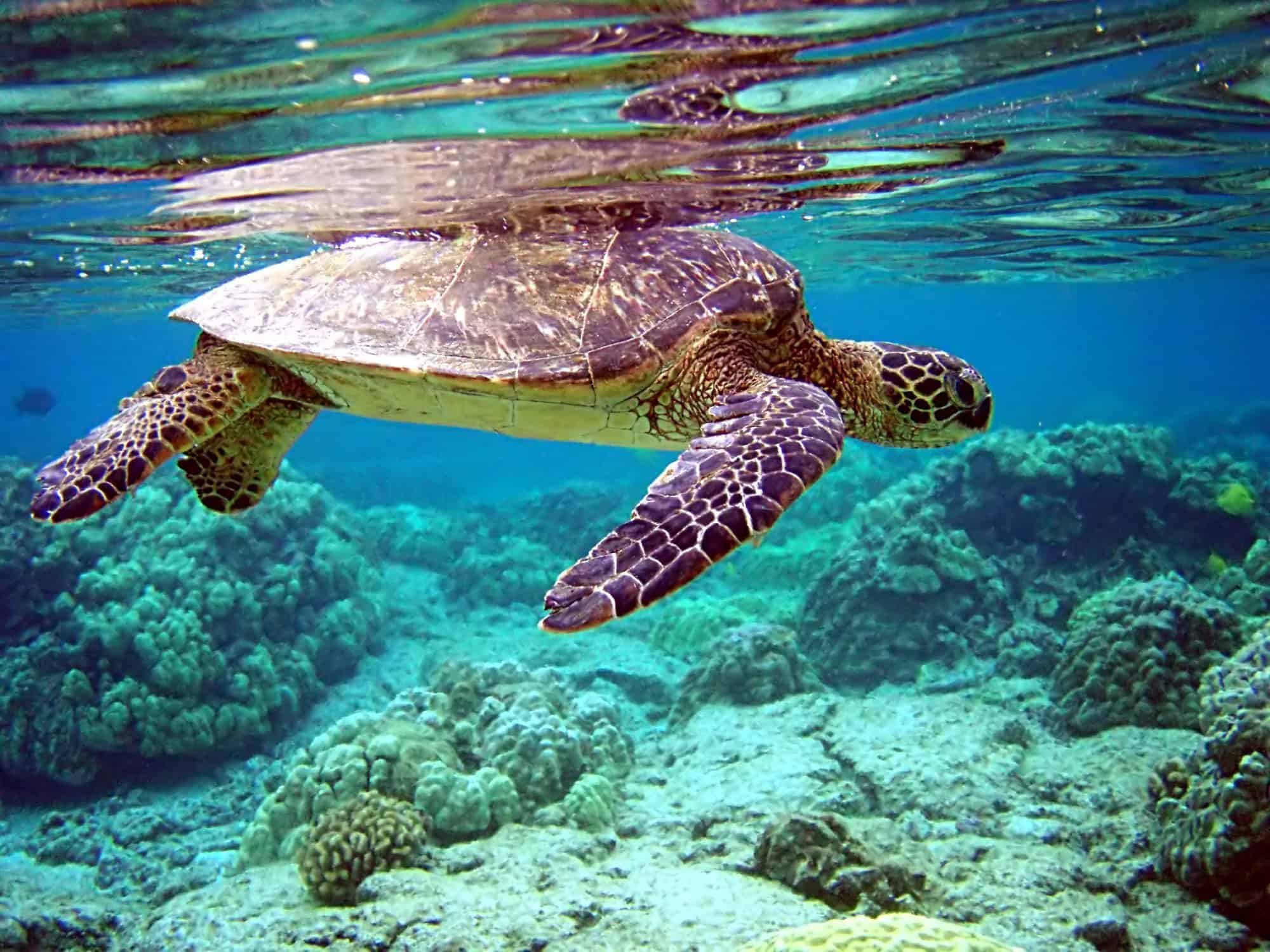 sea turtle swimming just below the water surface