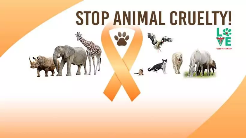 cover photo facebook animal cruelty prevention month