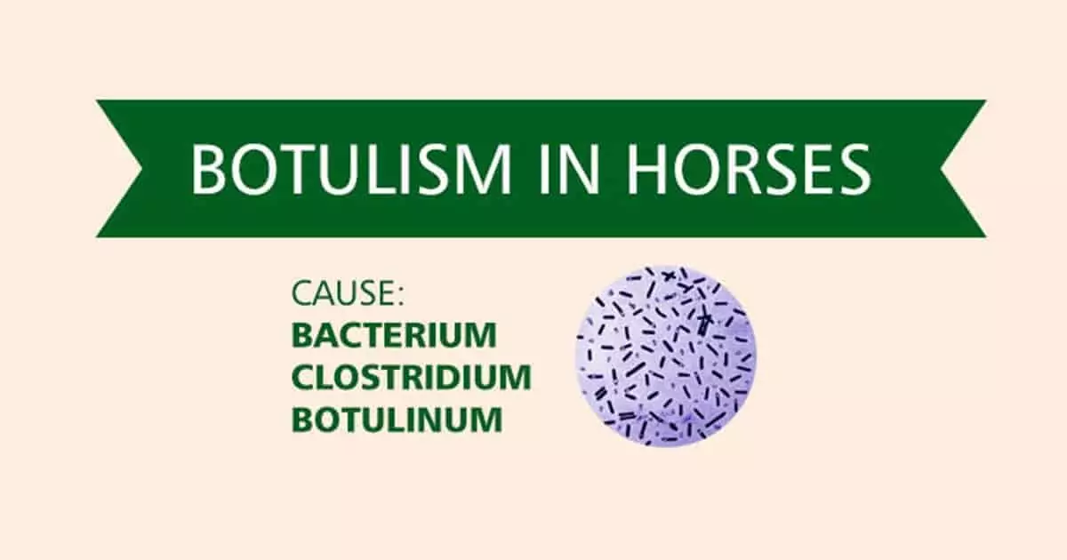 botulism in horses feature I Love Veterinary - Blog for Veterinarians, Vet Techs, Students