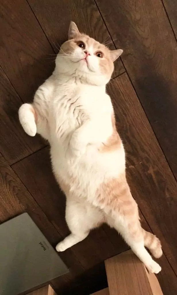 cat laying on the floor