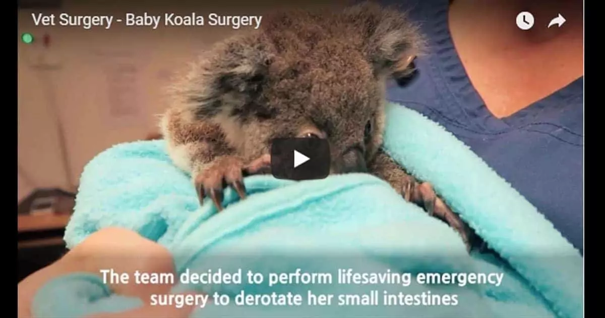 Dr. Gerardo Poliveterinary surgery video baby koala intestinal torsion