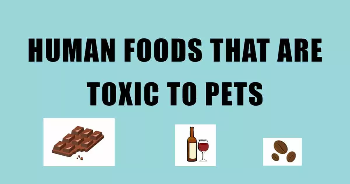 toxic foods for pets I Love Veterinary - Blog for Veterinarians, Vet Techs, Students