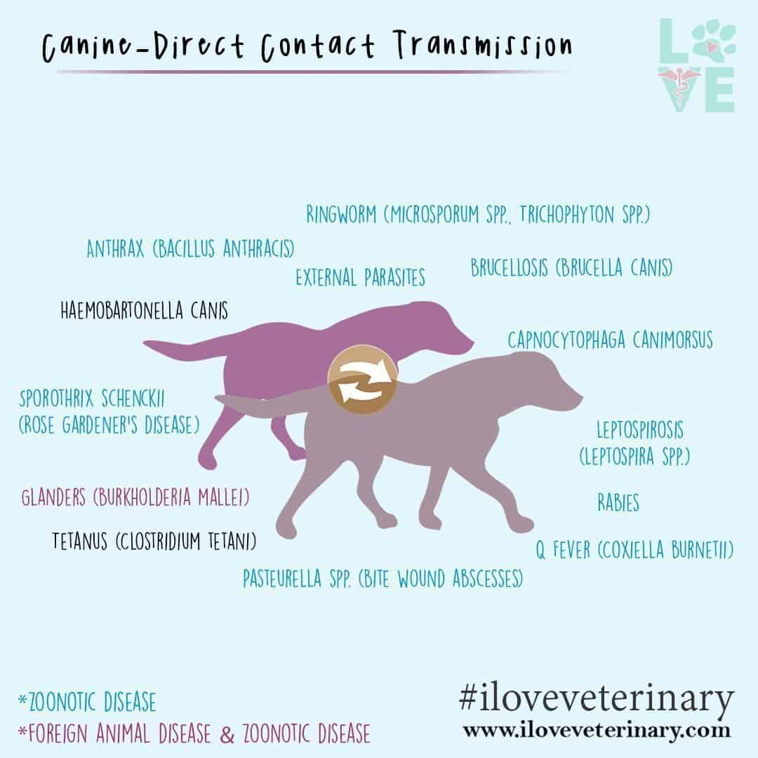 Canine Diseases via Direct Contact Transmission