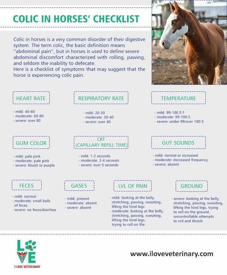 colic in horses checklist infographic