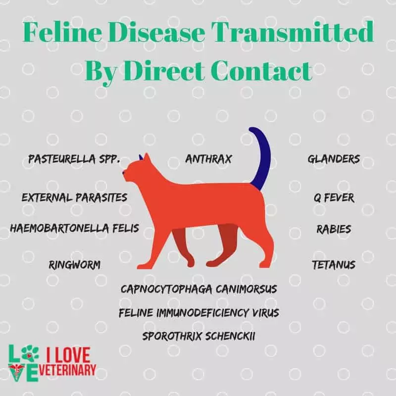 feline disease transmitted by direct content infographic