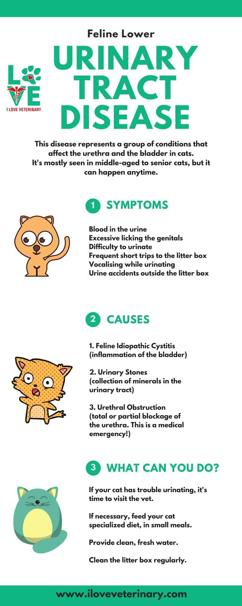feline lower urinary tract disease infographic