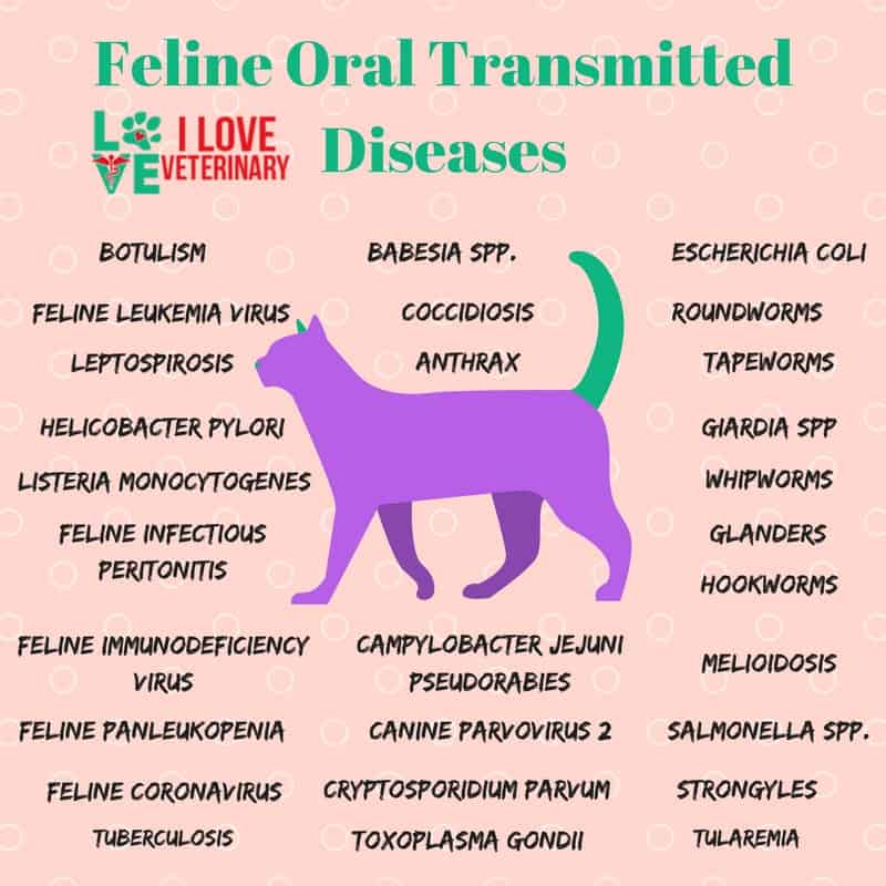feline oral transmitted diseases