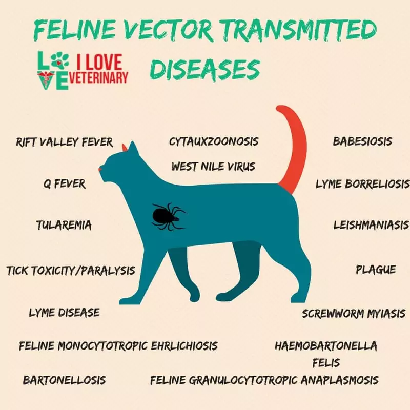 feline vector transmitted diseases infographic