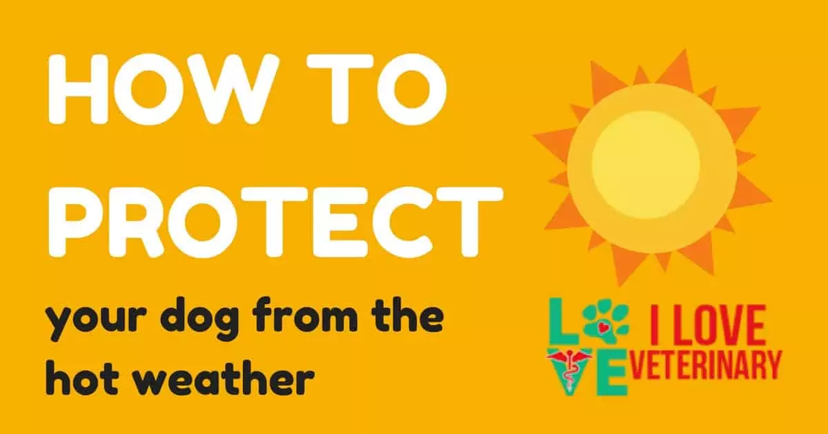 summer protection for dogs