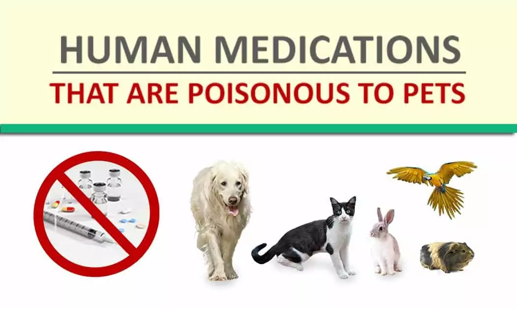 Human Medications That Are Poisonous to Pets 1 I Love Veterinary - Blog for Veterinarians, Vet Techs, Students