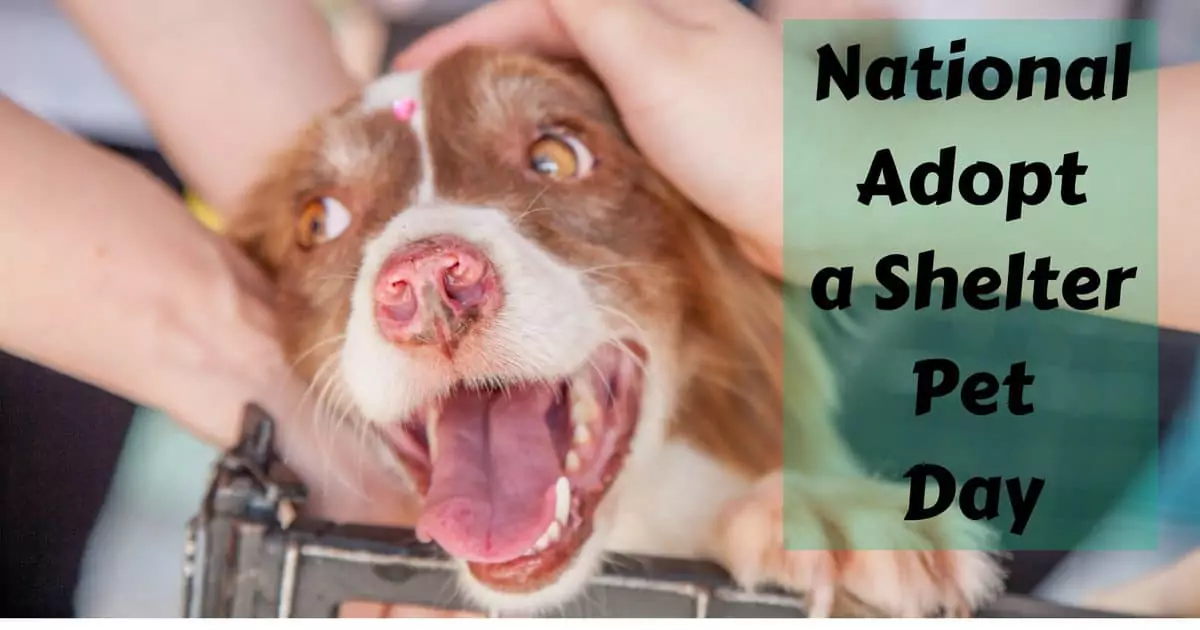 National Adopt a Shelter Pet Day I Love Veterinary - Blog for Veterinarians, Vet Techs, Students