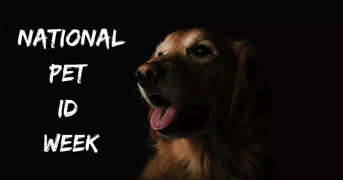 National Pet ID Week I Love Veterinary - Blog for Veterinarians, Vet Techs, Students