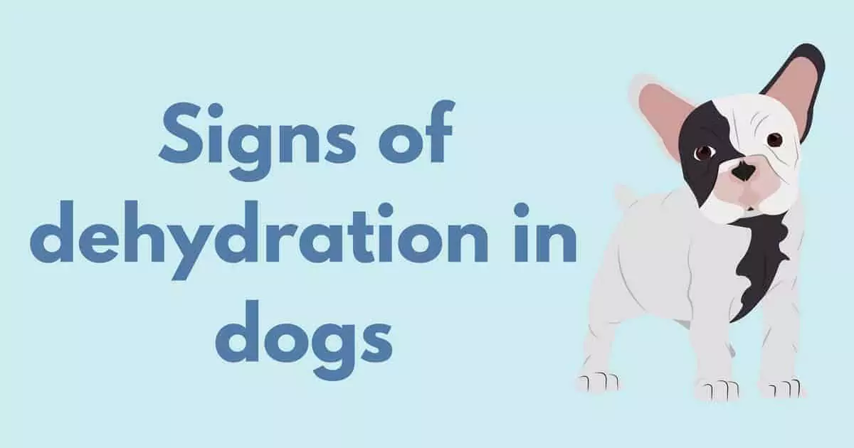 Signs of dehydration in dogs i love veterinary