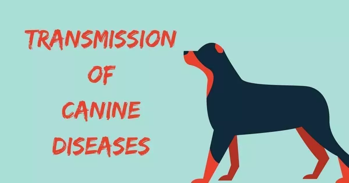 Transmission of Canine Diseases I Love Veterinary - Blog for Veterinarians, Vet Techs, Students