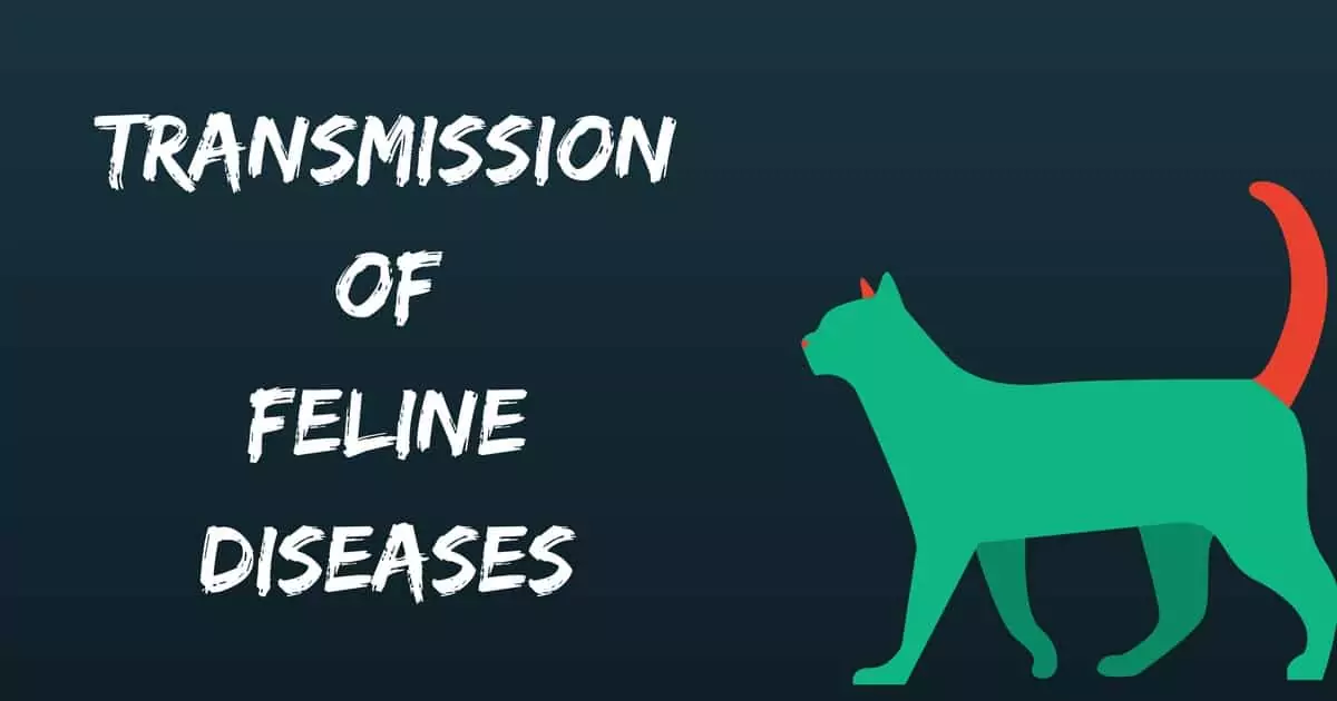 Transmission of Feline Diseases I Love Veterinary - Blog for Veterinarians, Vet Techs, Students