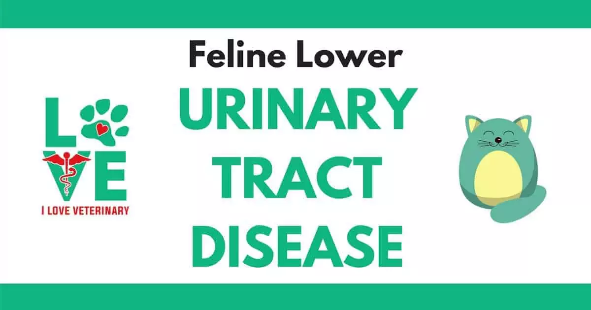 URINARYTRACT DISEASE I Love Veterinary - Blog for Veterinarians, Vet Techs, Students