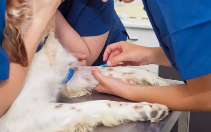 adding an intravenous catheter on a dog I Love Veterinary