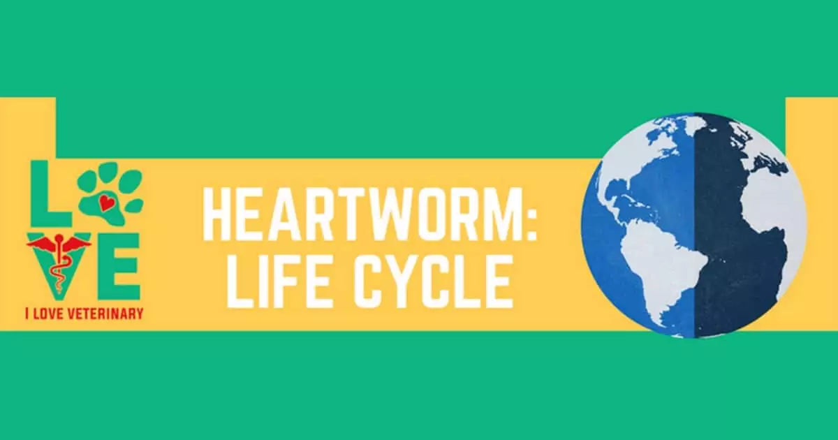 dirofilaria immitis Lebenszyklus des Herzwurms erklärt Infografik Ich liebe Veterinärmedizin