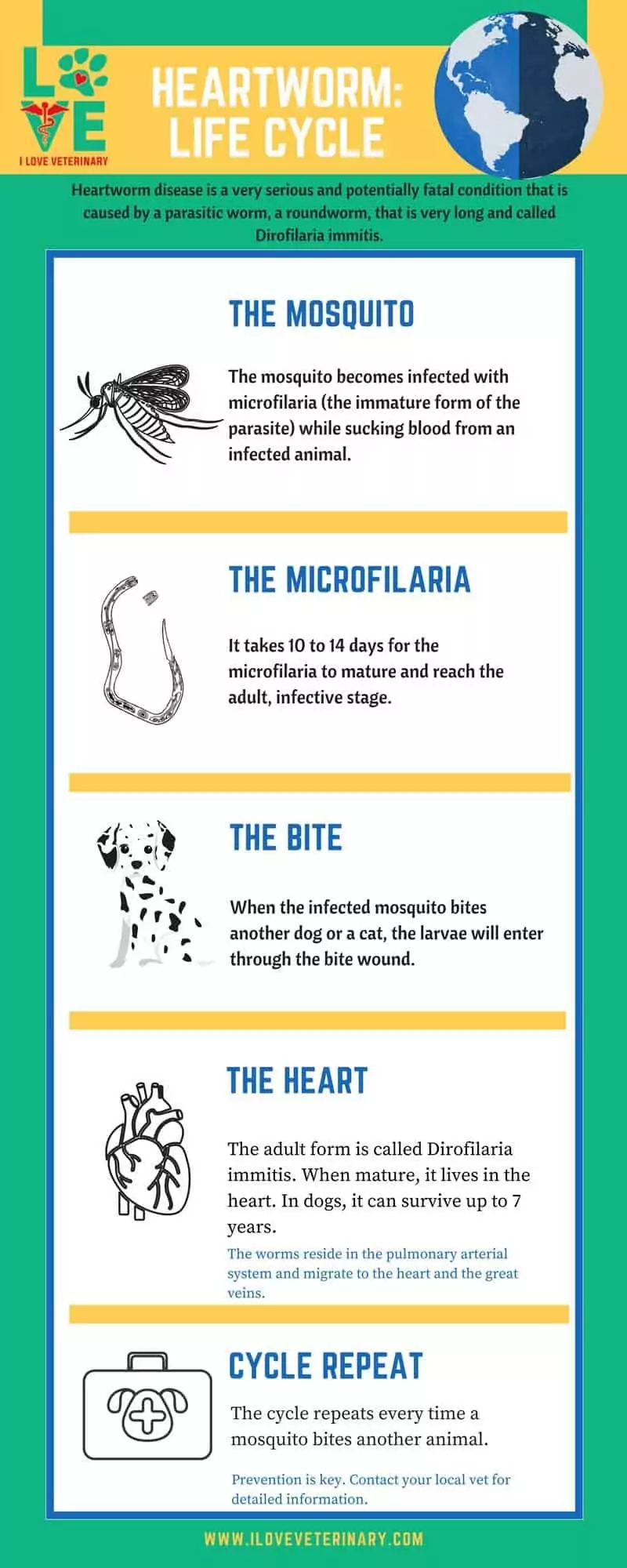 heart worm life cycle infographic