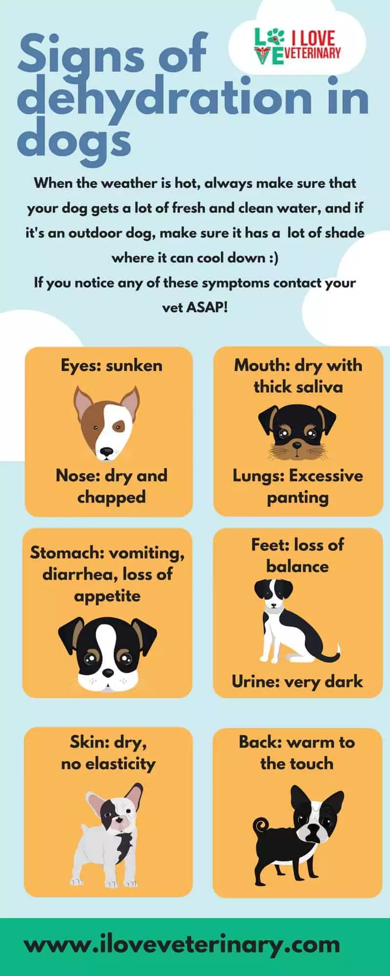Signs of dehydration in dogs poster I Love Veterinary