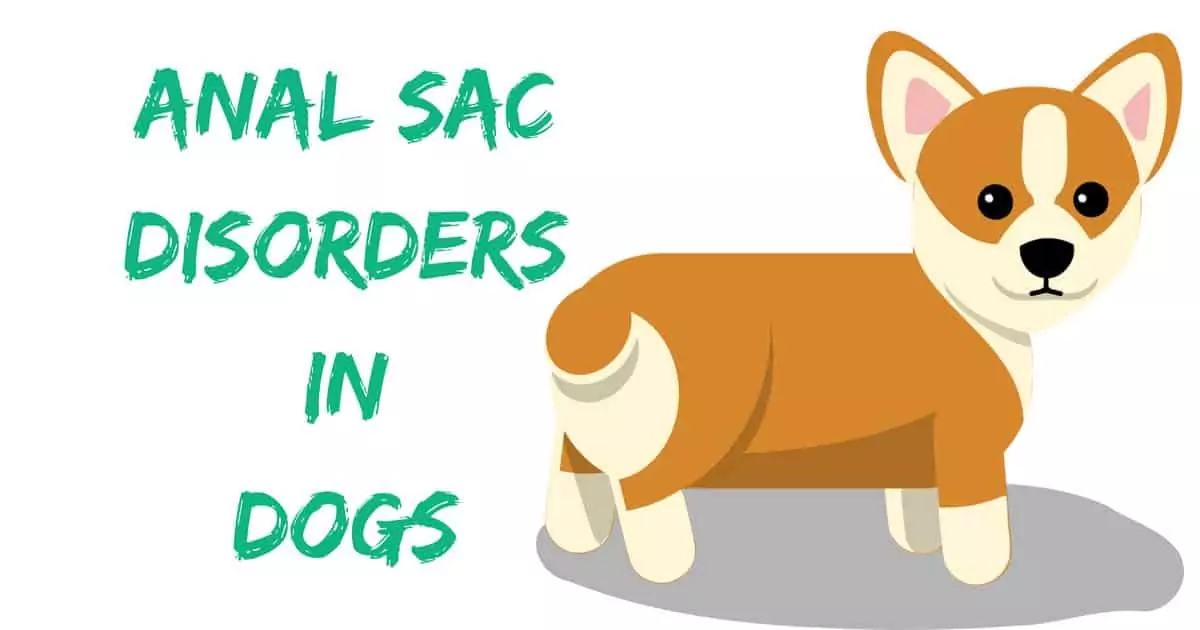 Anal Sac Disorders I Love Veterinary - Blog for Veterinarians, Vet Techs, Students