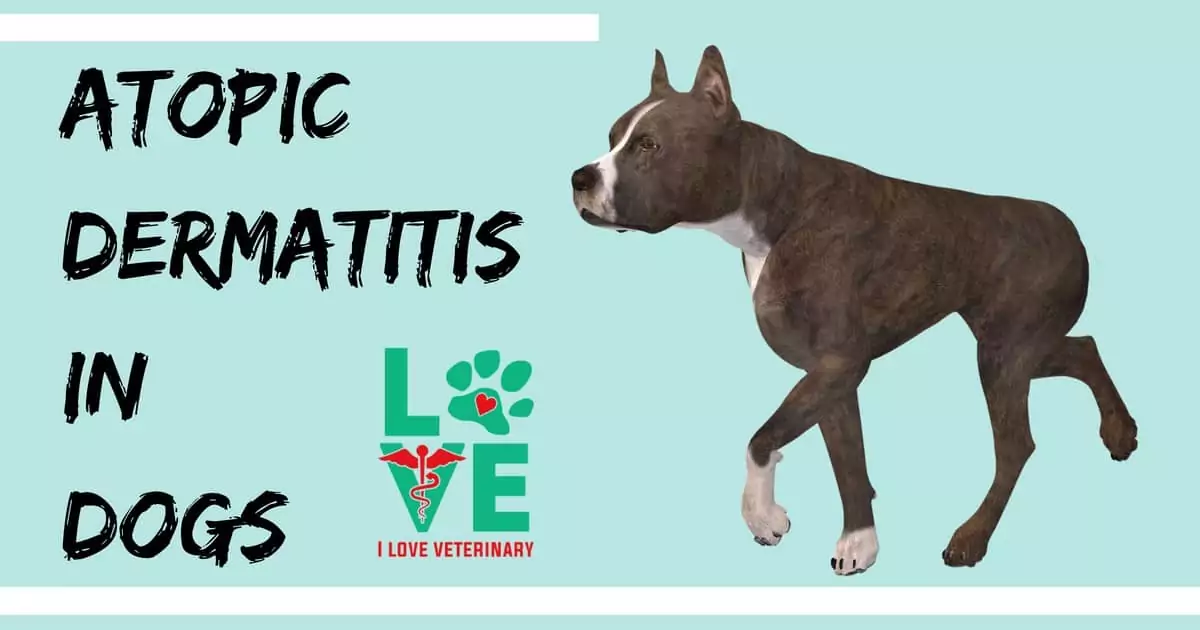 Atopicdermatitisindogs I Love Veterinary - Blog for Veterinarians, Vet Techs, Students