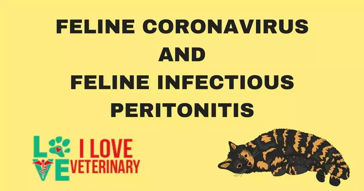 FELINE CORONAVIRUSANDFELINE INFECTIOUS PERITONITIS 1 I Love Veterinary - Blog for Veterinarians, Vet Techs, Students
