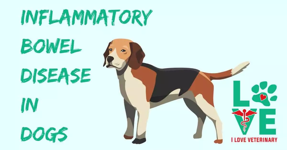 Inflammatoryboweldiseaseindogs I Love Veterinary - Blog for Veterinarians, Vet Techs, Students