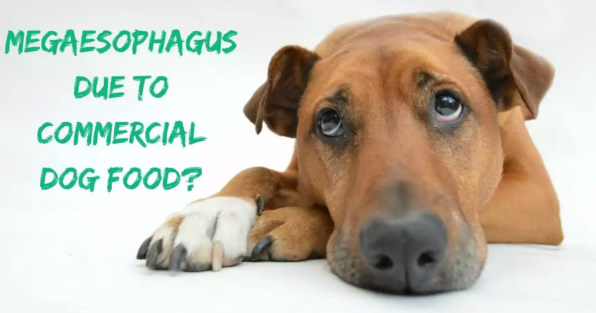 Megaesophagus due to commercial dog food I Love Veterinary - Blog for Veterinarians, Vet Techs, Students