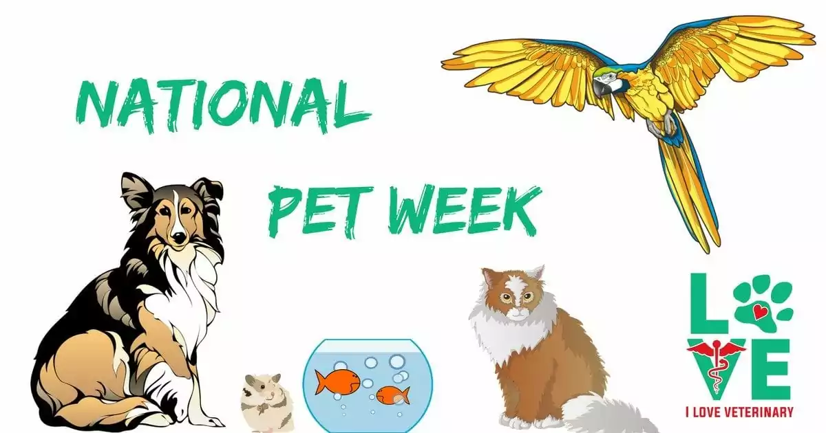 NATIONAL 1 I Love Veterinary - Blog for Veterinarians, Vet Techs, Students