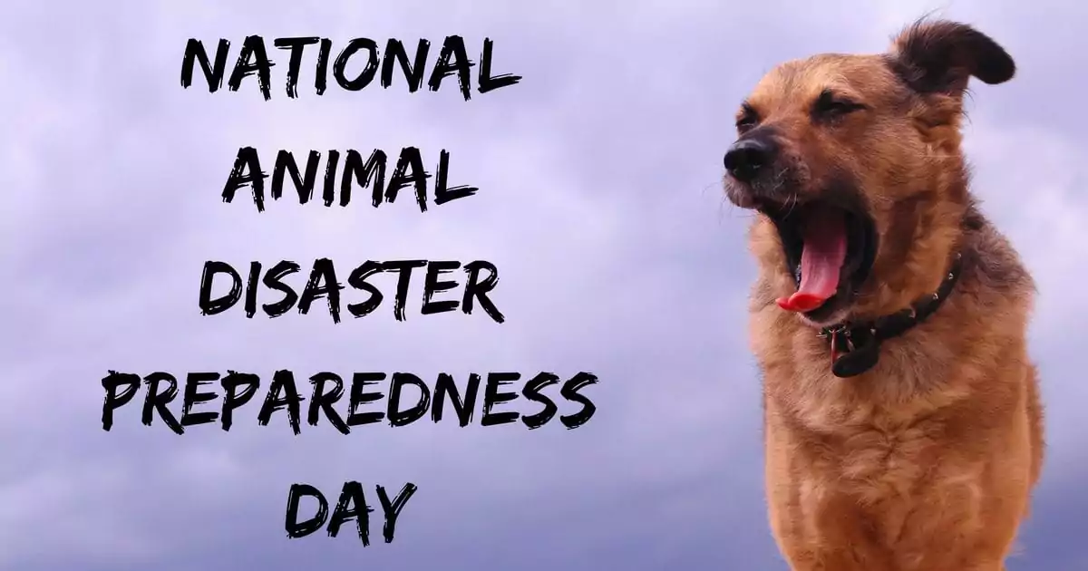 National Animal Disaster Preparedness Day I Love Veterinary - Blog for Veterinarians, Vet Techs, Students