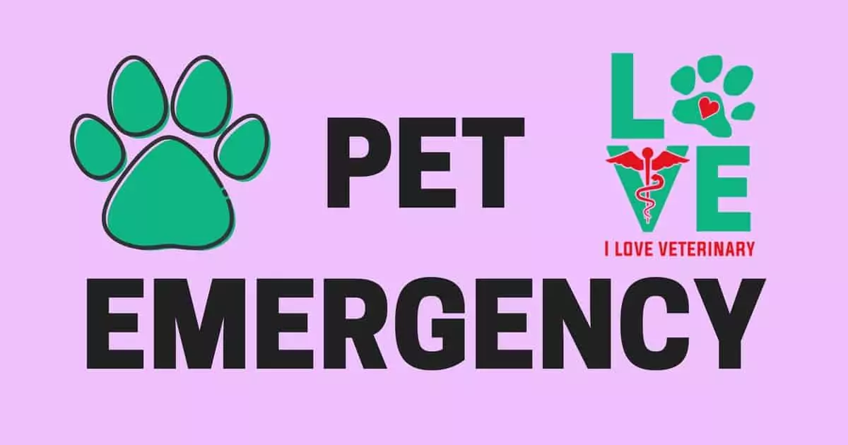 PETEMERGENCY I Love Veterinary - Blog for Veterinarians, Vet Techs, Students