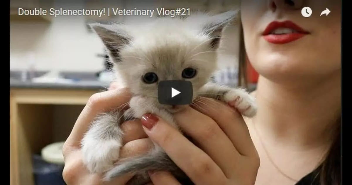 Untitled design14 I Love Veterinary - Blog for Veterinarians, Vet Techs, Students