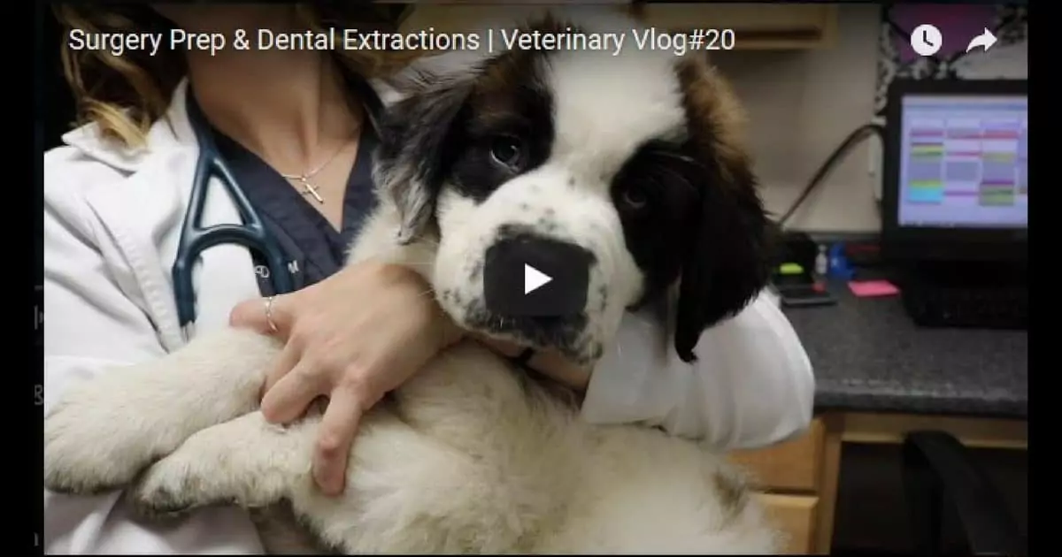 Untitled design8 I Love Veterinary - Blog for Veterinarians, Vet Techs, Students