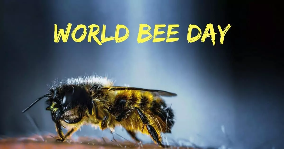 World Bee Day I Love Veterinary - Blog for Veterinarians, Vet Techs, Students